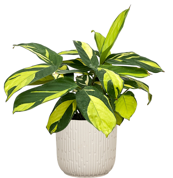 Ctenanthe Lubbersiana | Mosaic Plant | 4" Pot | Pet Friendly Houseplant |  Plantsome
