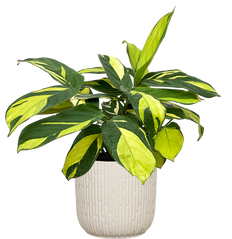Ctenanthe Lubbersiana Golden | Mosaic Plant (M)