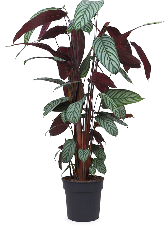 Ctenanthe Oppenheimer | Prayer plant (XL)