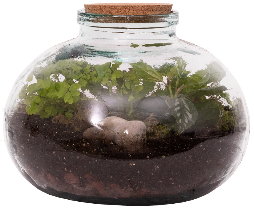 Billy the Terrarium | M