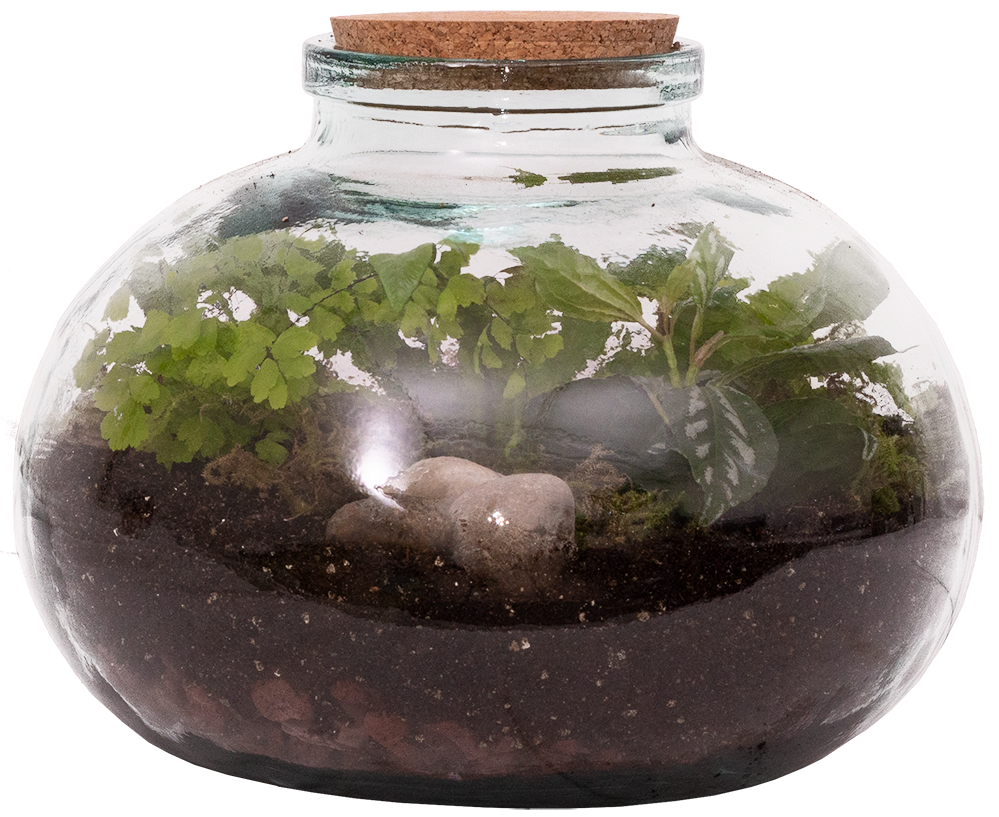 Billy the Terrarium | M