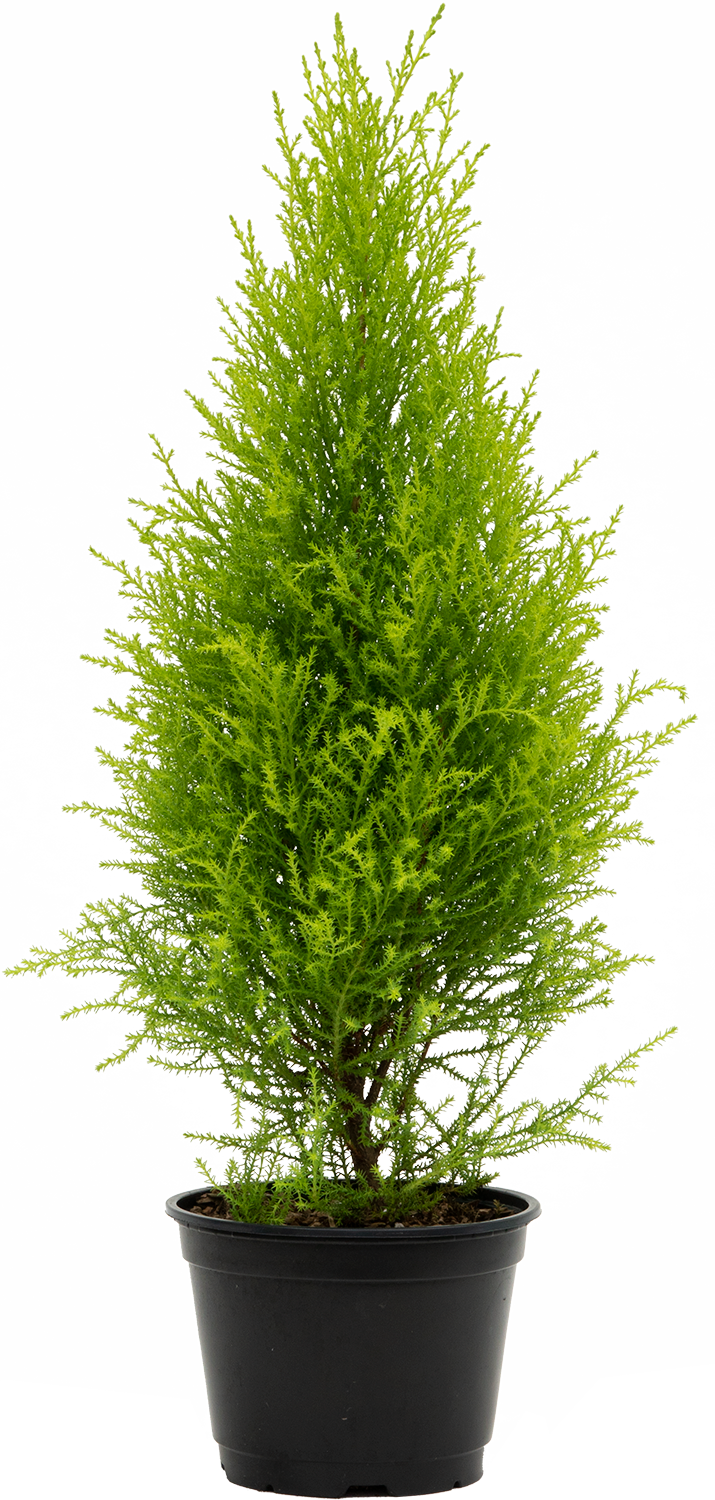 Cupressus Goldcrest 'Wilma' | Lemon Cypress (M)
