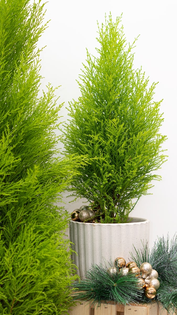 cyprus plants Cupressus Goldcrest 'Wilma'