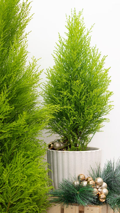Cupressus Goldcrest 'Wilma' | Lemon Cypress (M)