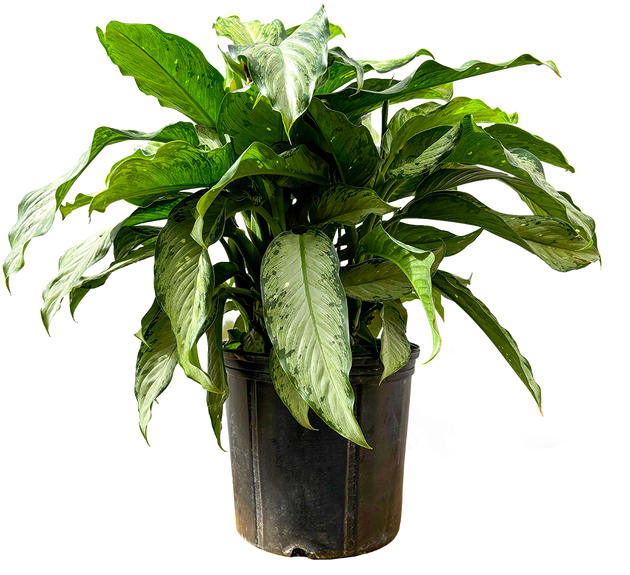 dieffenbachia tropical Dieffenbachia Tropic Rain (XL)