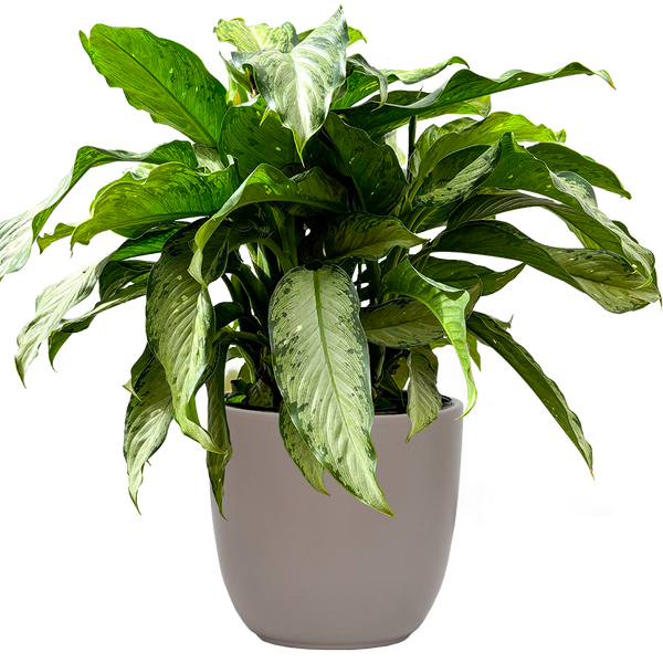 dieffenbachia tropic rain Dieffenbachia Tropic Rain (XL)
