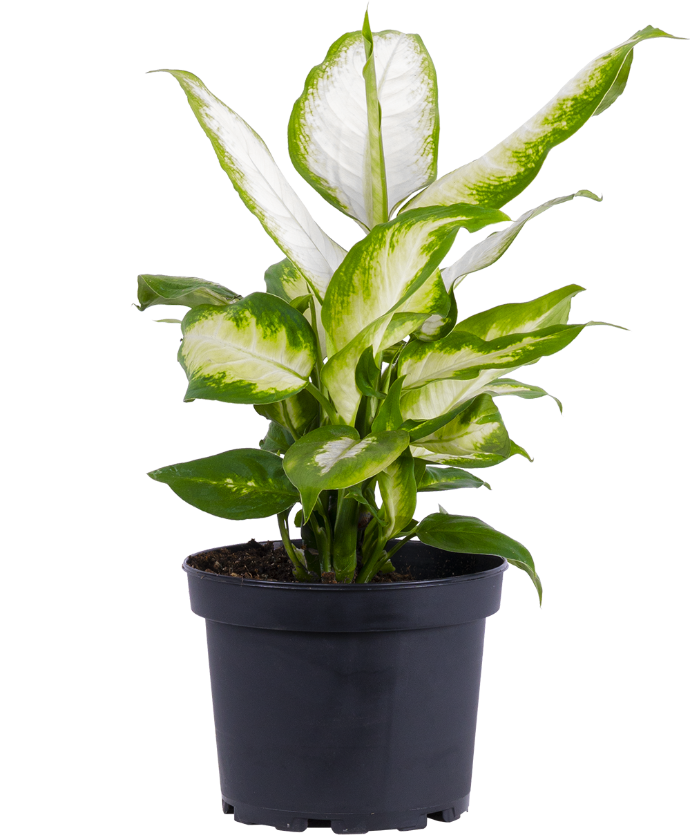 Dieffenbachia Camille (S)