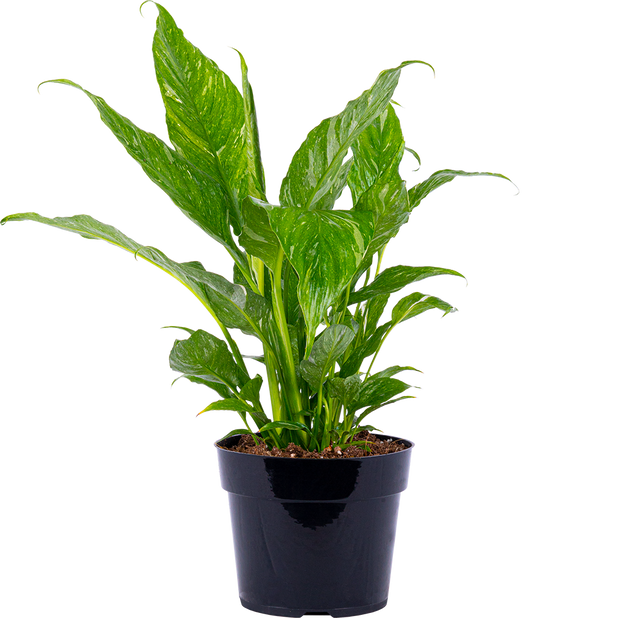 spathiphyllum domino peace lily Peace Lily Domino | Spathiphyllum | 6" Pot | Easy Care Houseplant