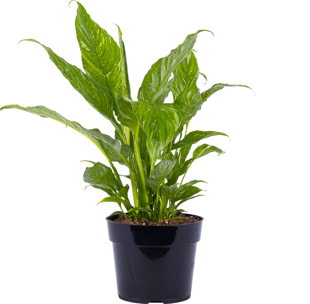 Spathiphyllum | Peace Lily Domino (M)