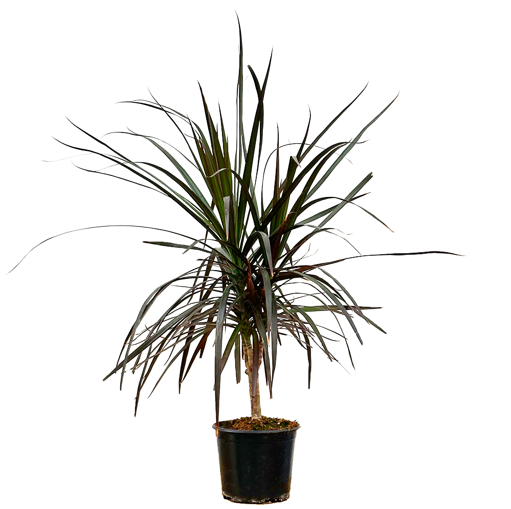 Dracaena Marginata Red | Caned Dragon Tree (M)