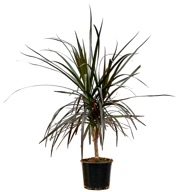 Dracaena Marginata Red