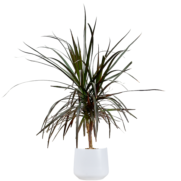 Dracaena Marginata Tricolor | Dragon Tree | 6