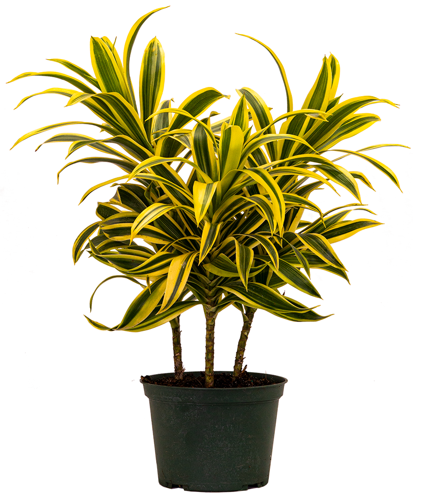 Dracaena Reflexa | Song of India (M)