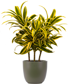 Dracaena Reflexa | Song of India (M)