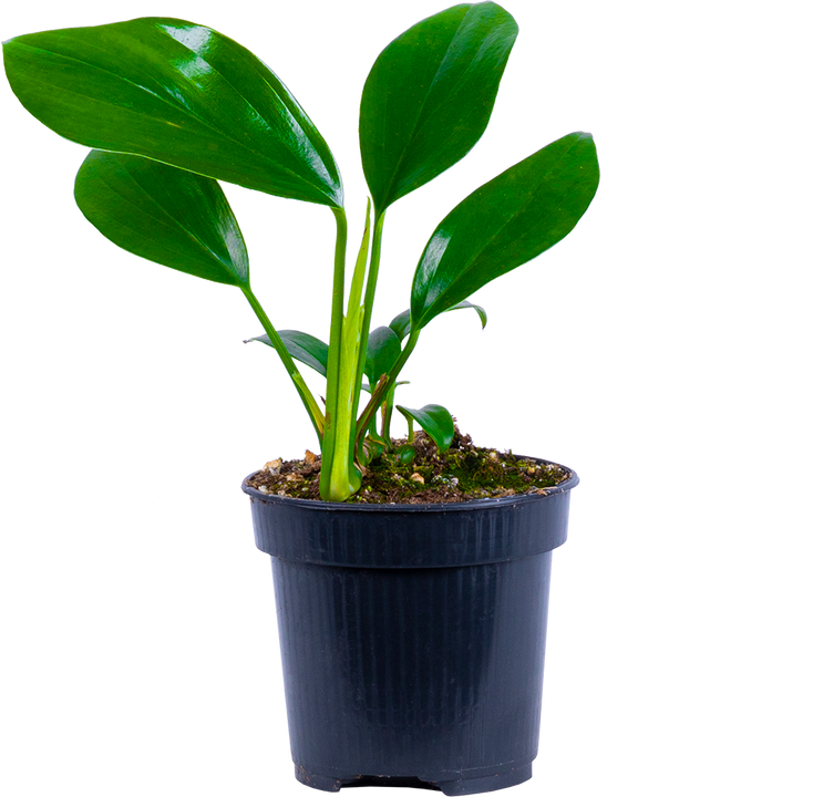 Rhaphidophora Decursiva | Dragons Tail (S)