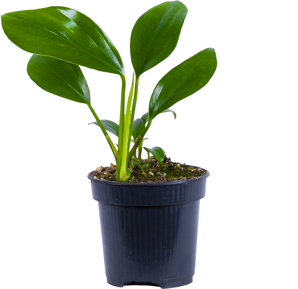 Rhaphidophora Decursiva | Dragons Tail (S)