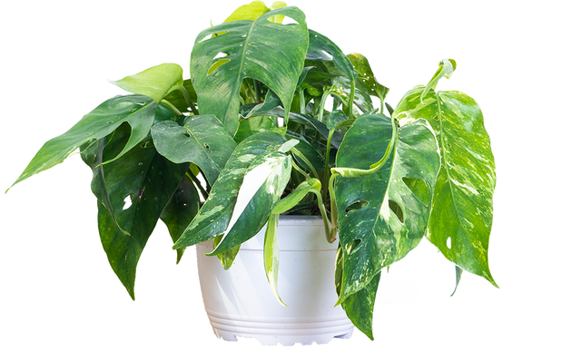 variegated albo pothos Epipremnum Pinnatum | Variegated Dragon Tail | 6" Pot | Easy Care Houseplant