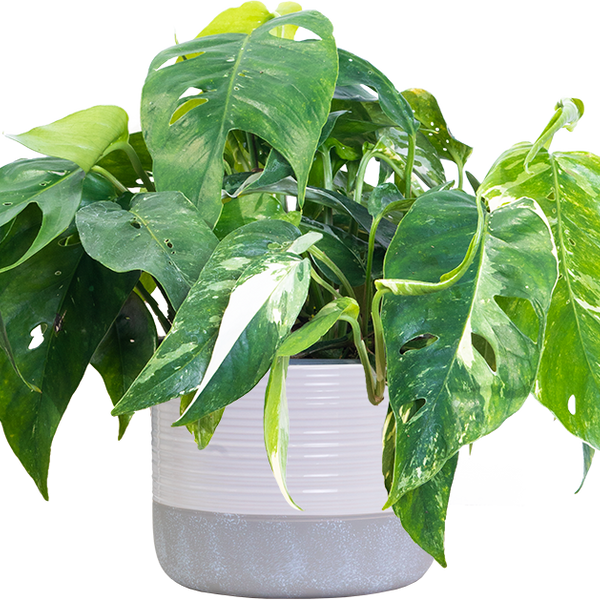 pothos epipremnum pinnatum albo variegata Epipremnum Pinnatum | Variegated Dragon Tail | 6" Pot | Easy Care Houseplant