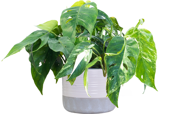 Epipremnum Pinnatum Albo