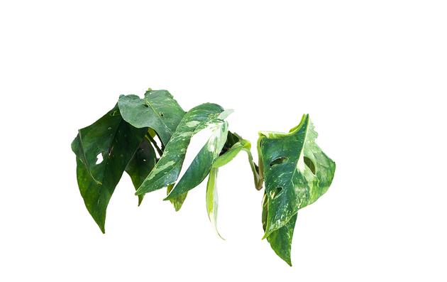 variegated dragon tail philodendron Epipremnum Pinnatum Albo