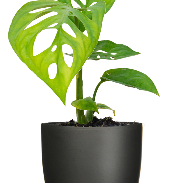 Monstera Epipremnoides | Esqueleto Swiss Cheese | 4