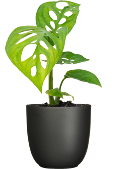 Monstera Epipremnoides | Esqueleto Swiss Cheese (S)