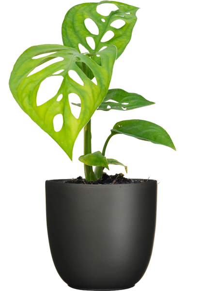 monstera esqueleto epipremnoides Monstera Epipremnoides | Esqueleto Swiss Cheese | 4