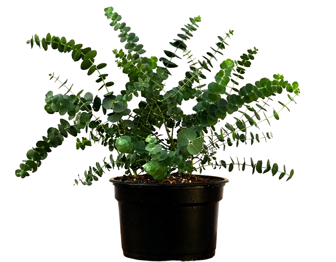 Eucalyptus Baby Blue (L)