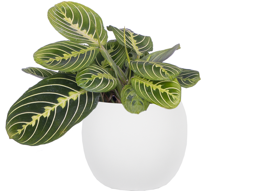 Maranta Leuconeura | Lemon Lime Prayer Plant (S)