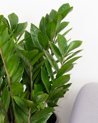 xl zz plant Zamioculcas | ZZ Plant | 10" Pot | Easy Care Houseplant