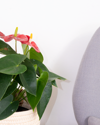 anthurium m Red Anthurium | 6" Pot | Easy Care Houseplant