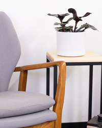 Geogenanthus Ciliatus Midnight Pearl | Geo Plant (S) inspiratie 3