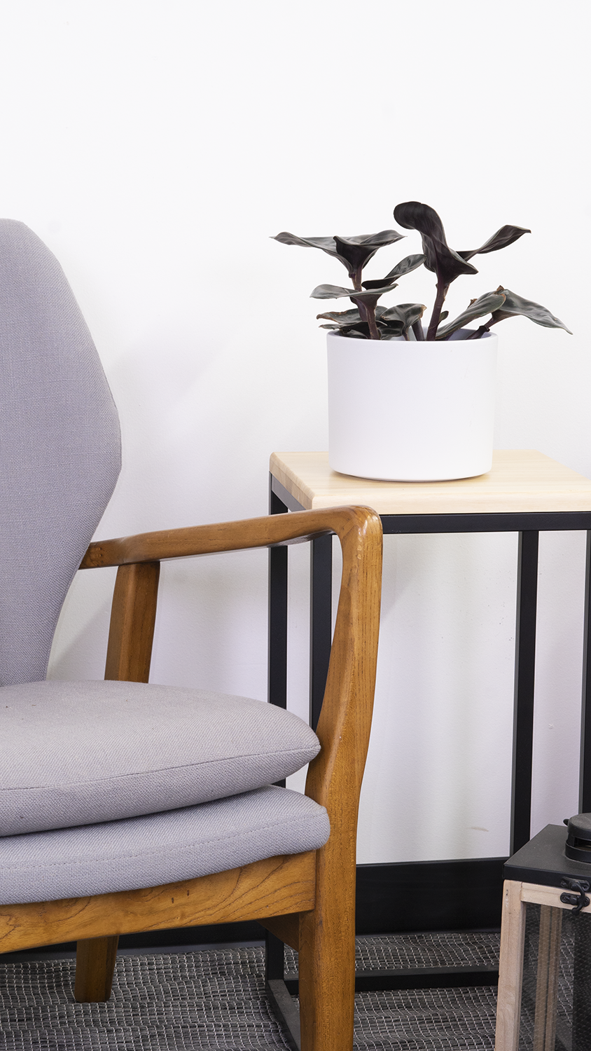 Geogenanthus Ciliatus Midnight Pearl | Geo Plant (S) inspiratie 3