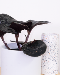Geogenanthus Ciliatus Midnight Pearl | Geo Plant (S) inspiratie 4