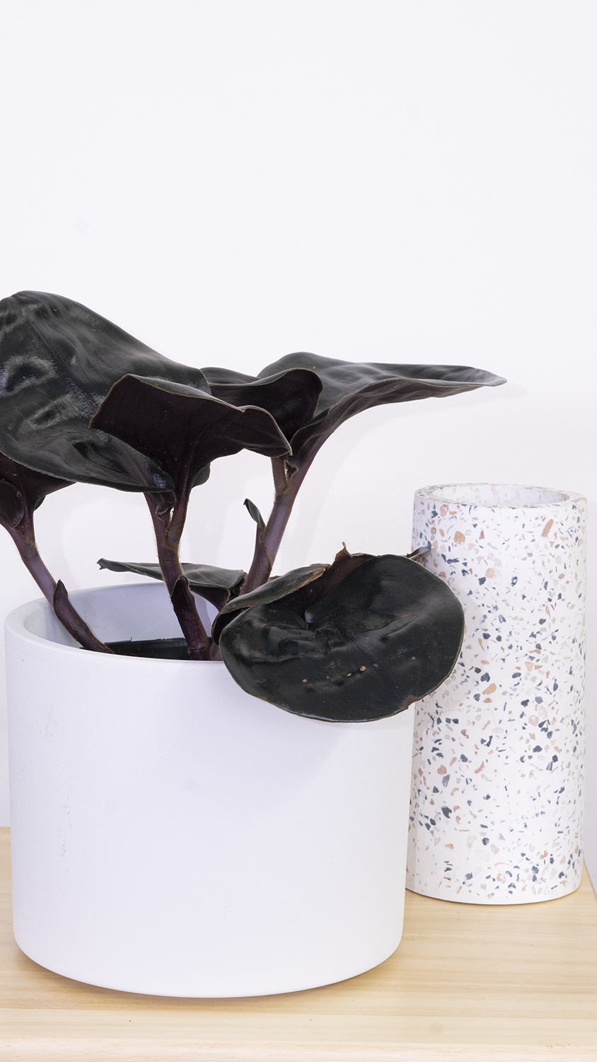 Geogenanthus Ciliatus Midnight Pearl | Geo Plant (S) inspiratie 4
