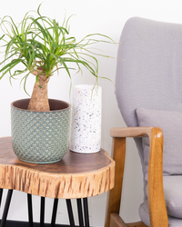 ponytail palm stump Ponytail Palm Stump | Beaucarnea | 6" Pot | Pet Friendly And Easy Care Houseplant