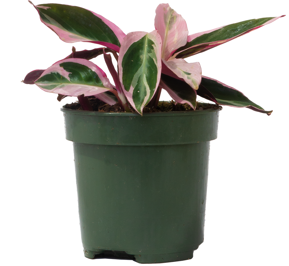 Stromanthe Triostar (S)