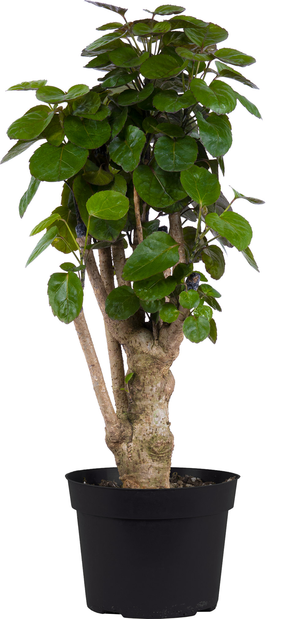 Polyscias Fabian | Aralia stump (M)