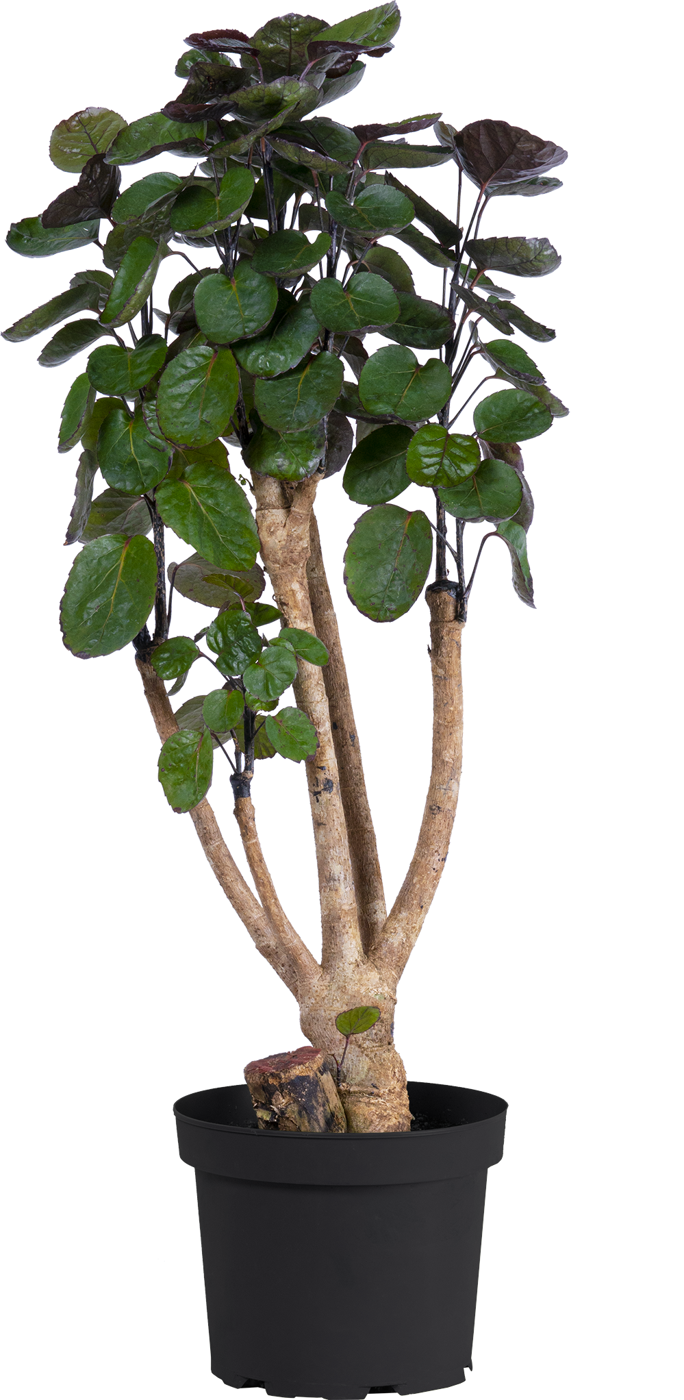 Polyscias Fabian | Aralia stump (L)