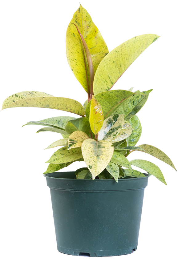 shivereana moonshine rubber tree Ficus Shivereana Moonshine