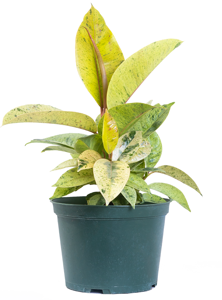 Ficus Shivereana Moonshine | Rubber Tree (M)