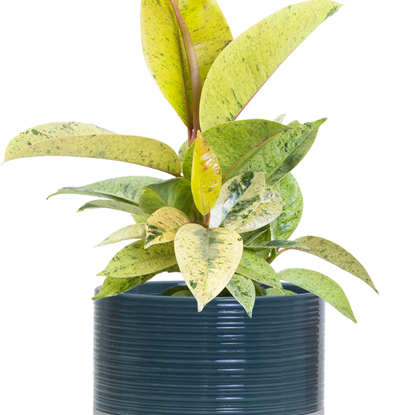shivereana rubber tree Ficus Shivereana Moonshine | Rubber Tree | 6" Pot | Easy Care Houseplant