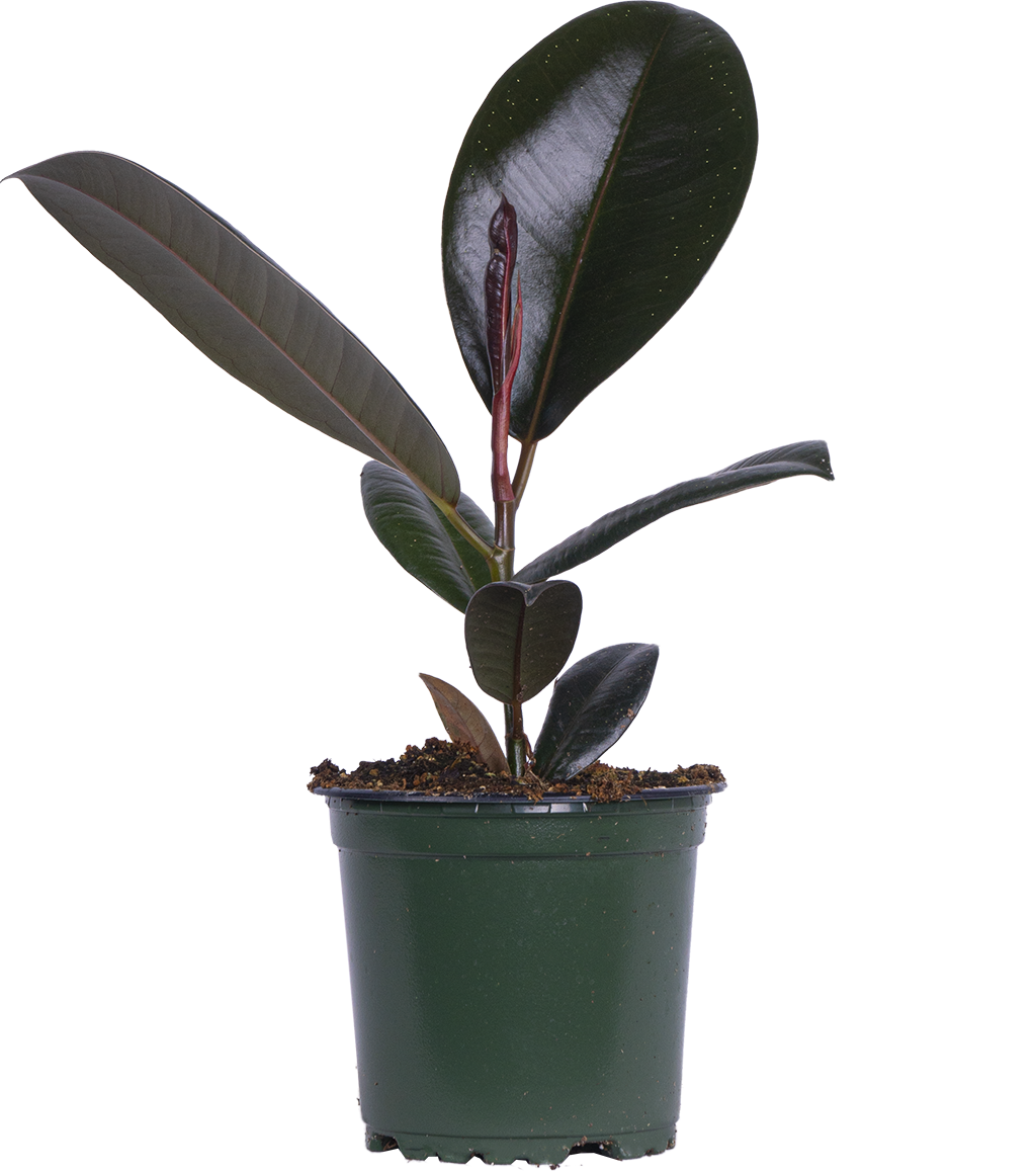 Ficus Elastica Burgundy | Rubber Tree (S)