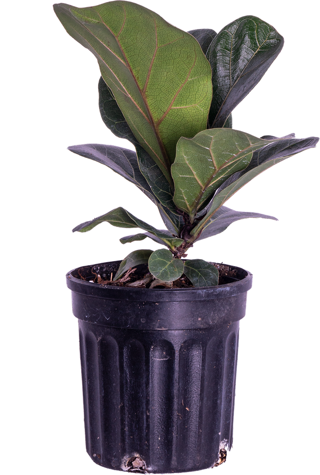 ficus lyrata house plant Ficus Lyrata | 4" Pot