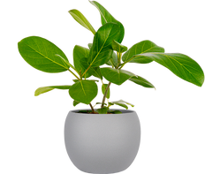 Ficus Benghalensis | Audrey (M-6in)