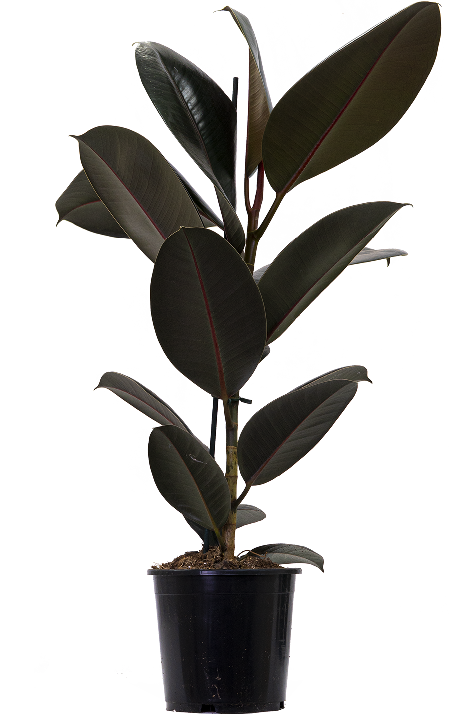Plantsome Ficus Elastica Rubber Tree