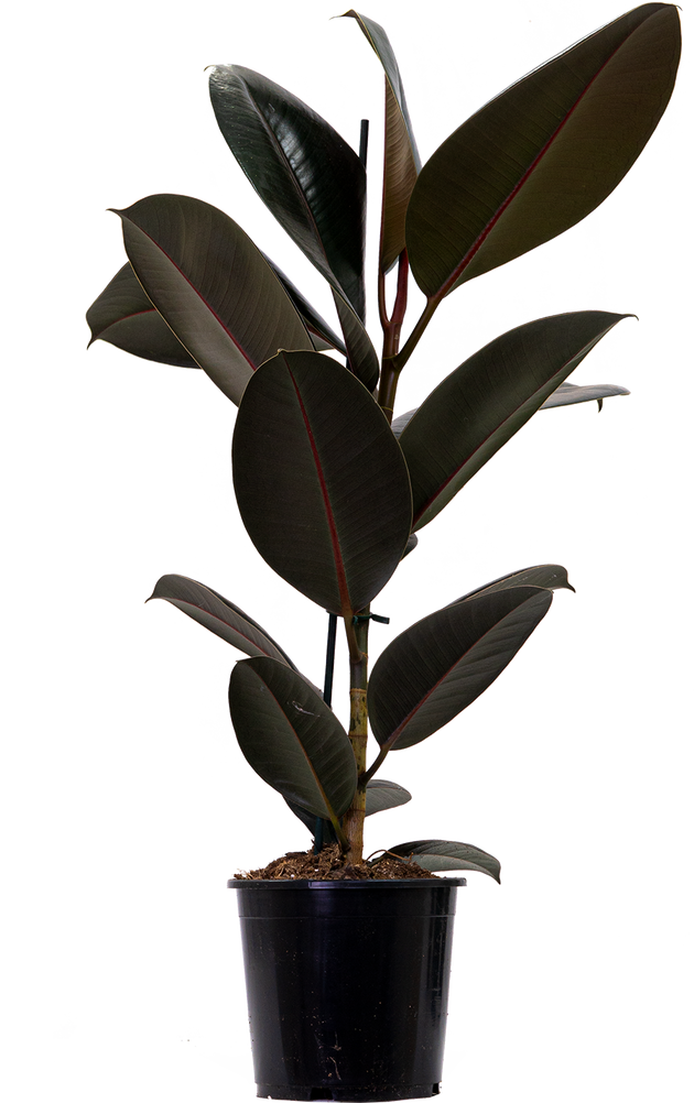 burgundy rubber tree plant care Ficus Elastica Burgundy | Rubber Tree | 8" Pot | Easy Care Houseplant
