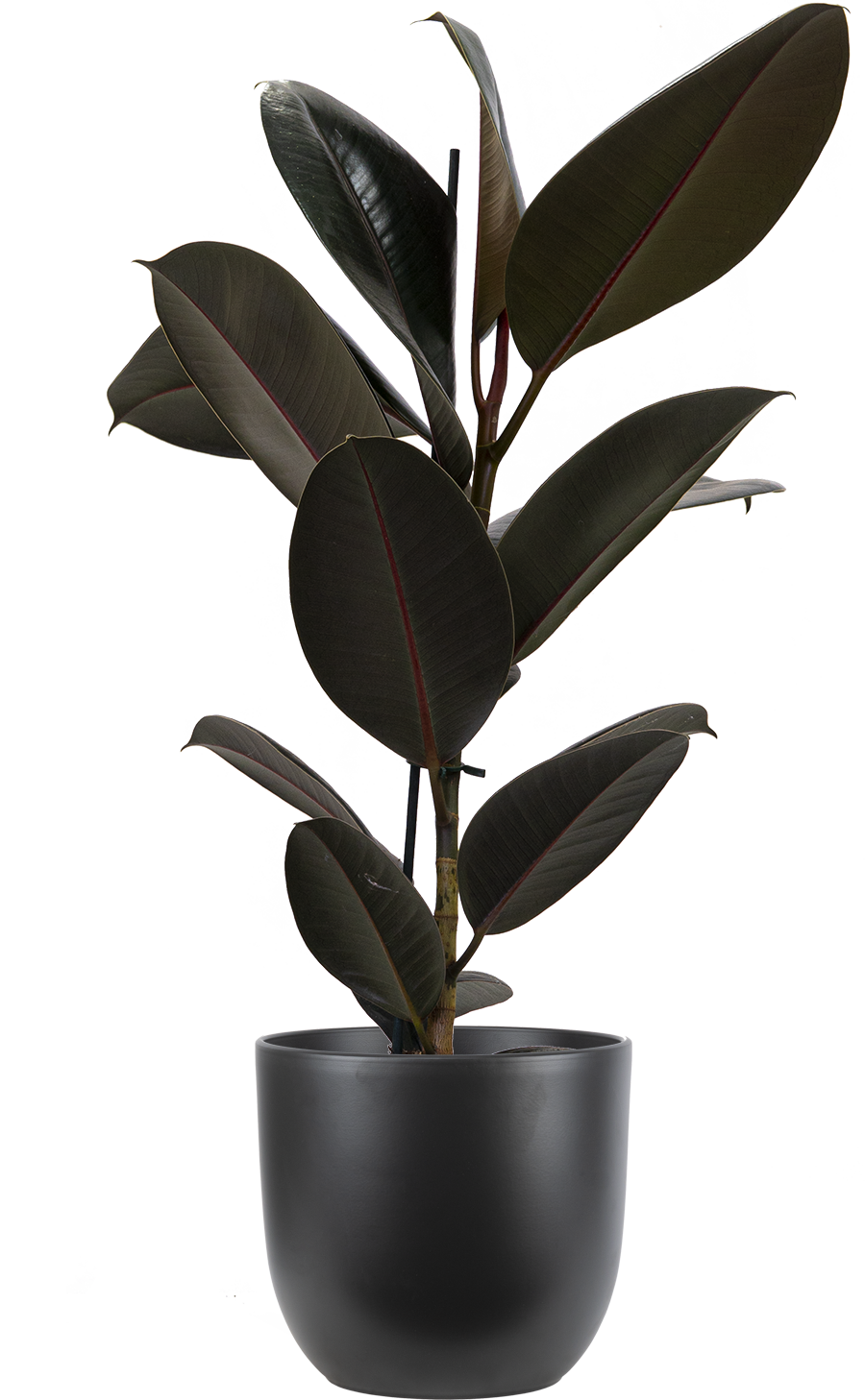Ficus Elastica Burgundy | Rubber Tree | 8