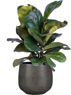 Ficus Lyrata Bush (M) | Fiddle Leaf Fig