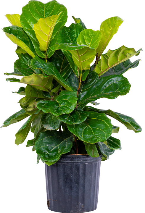 Ficus Lyrata Low Bush (XL) | Fiddle Leaf Fig